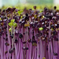 Why Are Microgreens Better Than Vegetables?