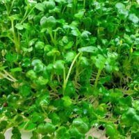 Can You Reuse Soil For Microgreens?