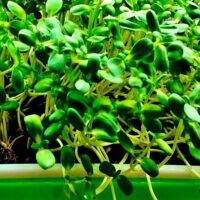 Microgreens