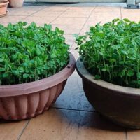 Microgreens