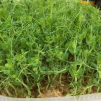 Microgreens