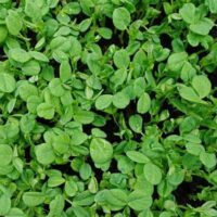 Microgreens