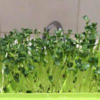 Microgreens