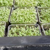 Microgreens