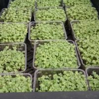 Microgreens