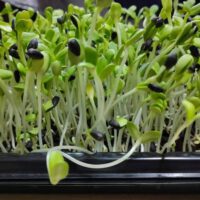 Microgreens