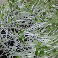 Microgreens