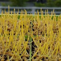 Microgreens