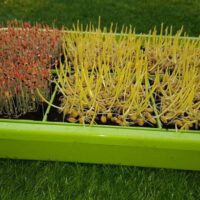 Microgreens