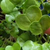 Microgreens