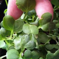 Microgreens