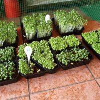 Microgreens