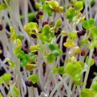 Microgreens