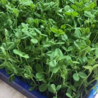 Microgreens