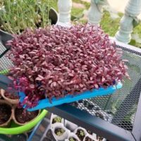 Microgreens