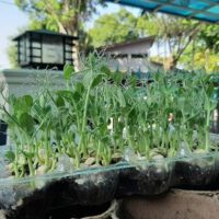 Microgreens