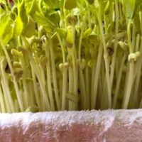 Microgreens