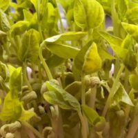 Microgreens