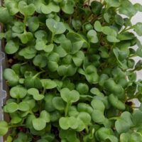 Microgreens