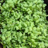 Microgreens