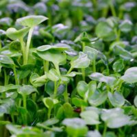 Microgreens