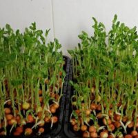 Microgreens