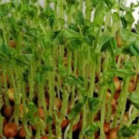 Microgreens