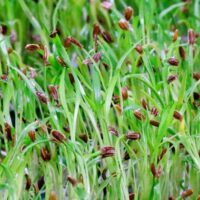 Microgreens