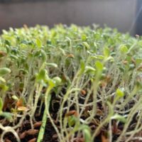 Microgreens