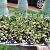 Microgreens