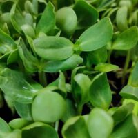 Microgreens