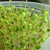 Microgreens