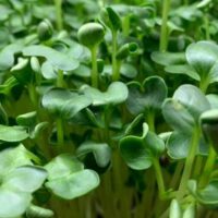 Microgreens