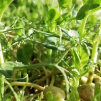 Microgreens