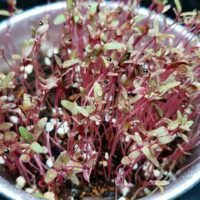 Is Microgreens Bad For You?