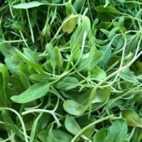 Can You Use Bird Seed For Microgreens?