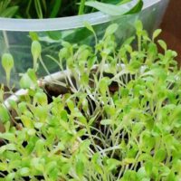 How Do Microgreens Regrow After Cutting?