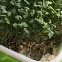 Do You Refrigerate Microgreens?