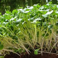 How Do I Start Microgreens At Home?