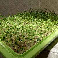 Microgreens