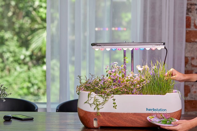 Indoor Microgreens