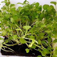 How Do You Prepare Microgreens For Eating?