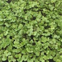 How Do You Sterilize Microgreens?