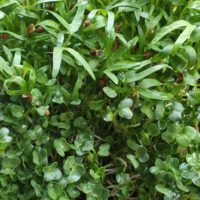 Microgreens