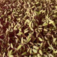 How Long Do Microgreens Last?