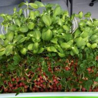 Microgreens Growing Kit