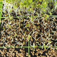 How Long Does it Take to Grow Microgreens?