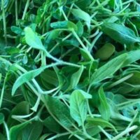 How Long Will Microgreens Last?