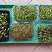 Microgreens