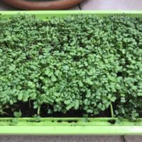 What Are the Best Microgreens to Grow?